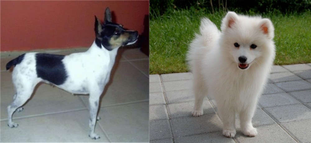 Spitz vs Miniature Fox Terrier - Breed Comparison