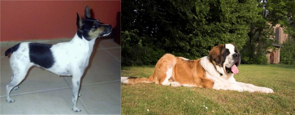 St. Bernard vs Miniature Fox Terrier - Breed Comparison