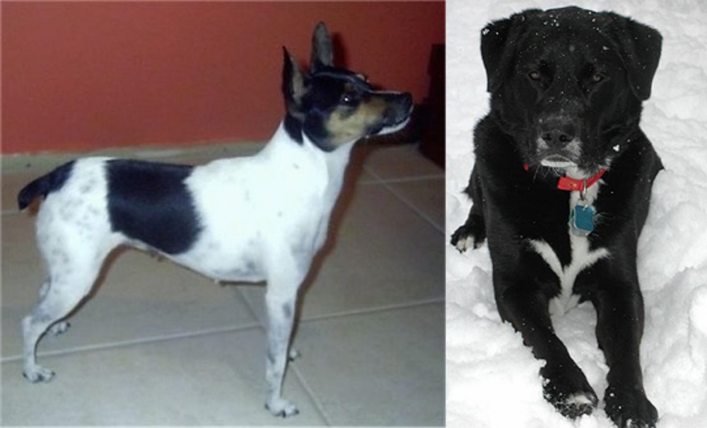 St. John's Water Dog vs Miniature Fox Terrier - Breed Comparison