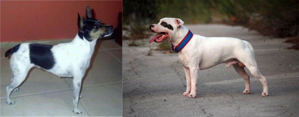 Staffordshire Bull Terrier vs Miniature Fox Terrier - Breed Comparison