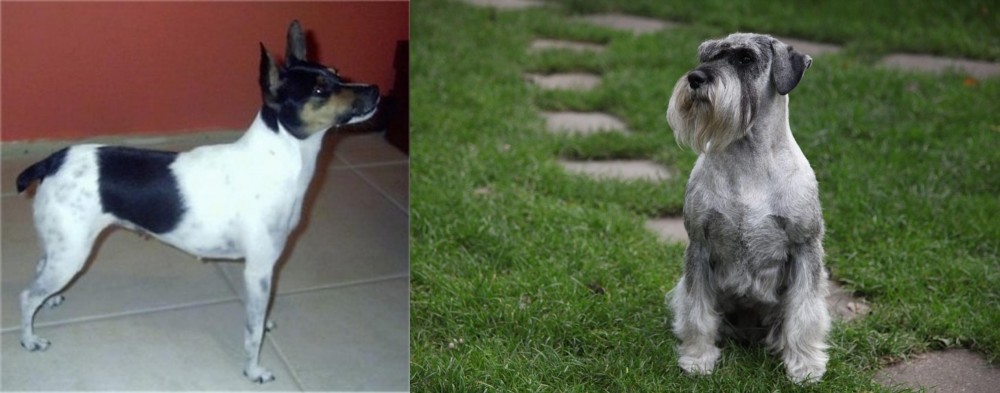 Standard Schnauzer vs Miniature Fox Terrier - Breed Comparison