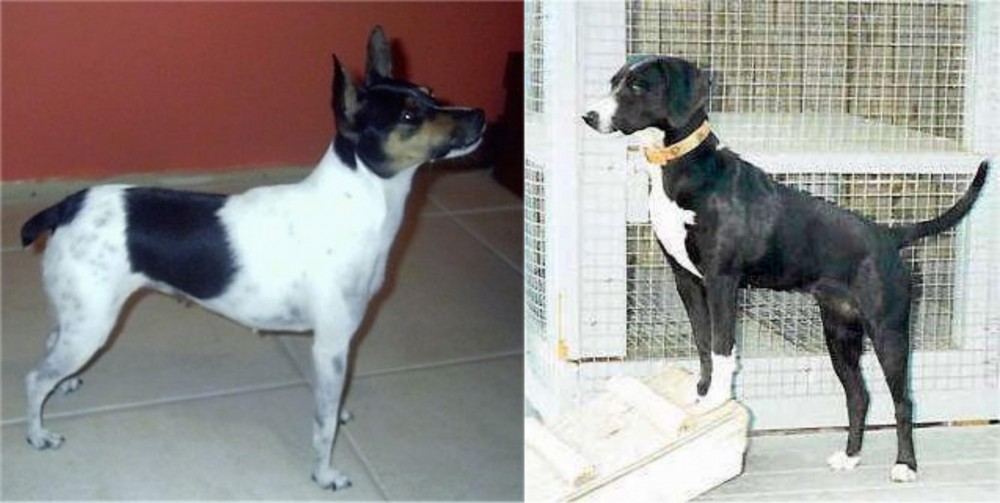 Stephens Stock vs Miniature Fox Terrier - Breed Comparison