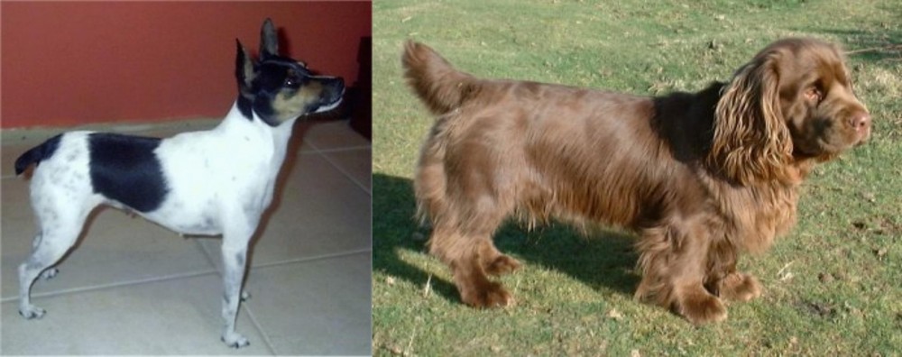 Sussex Spaniel vs Miniature Fox Terrier - Breed Comparison