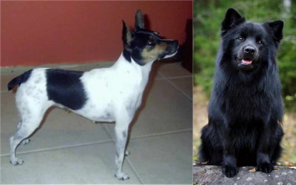 Swedish Lapphund vs Miniature Fox Terrier - Breed Comparison