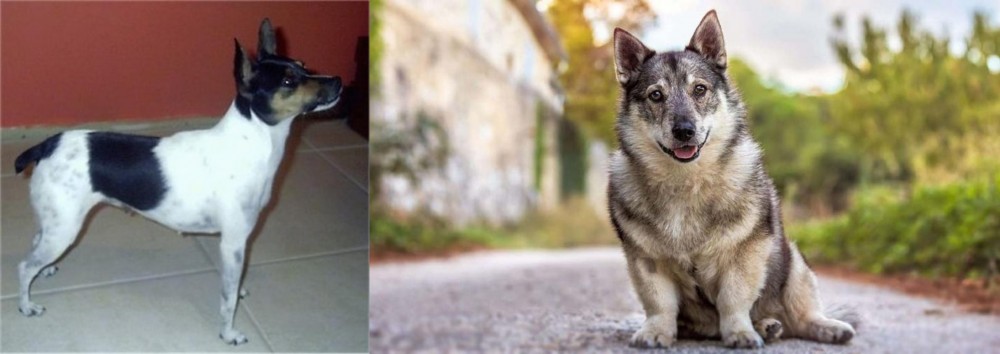 Swedish Vallhund vs Miniature Fox Terrier - Breed Comparison