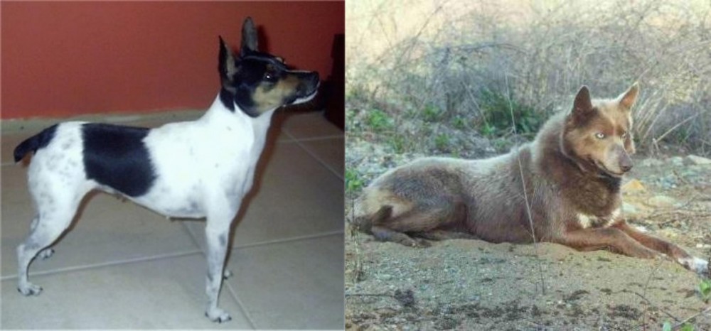 Tahltan Bear Dog vs Miniature Fox Terrier - Breed Comparison