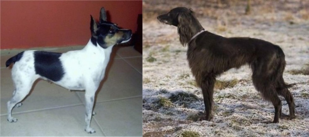 Taigan vs Miniature Fox Terrier - Breed Comparison