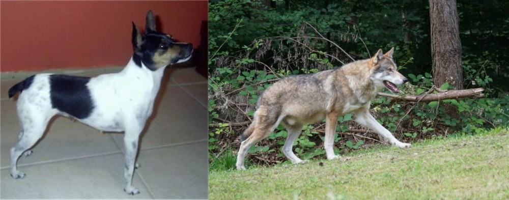 Tamaskan vs Miniature Fox Terrier - Breed Comparison