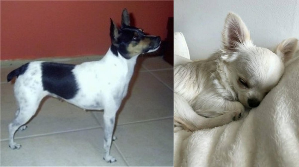 Tea Cup Chihuahua vs Miniature Fox Terrier - Breed Comparison