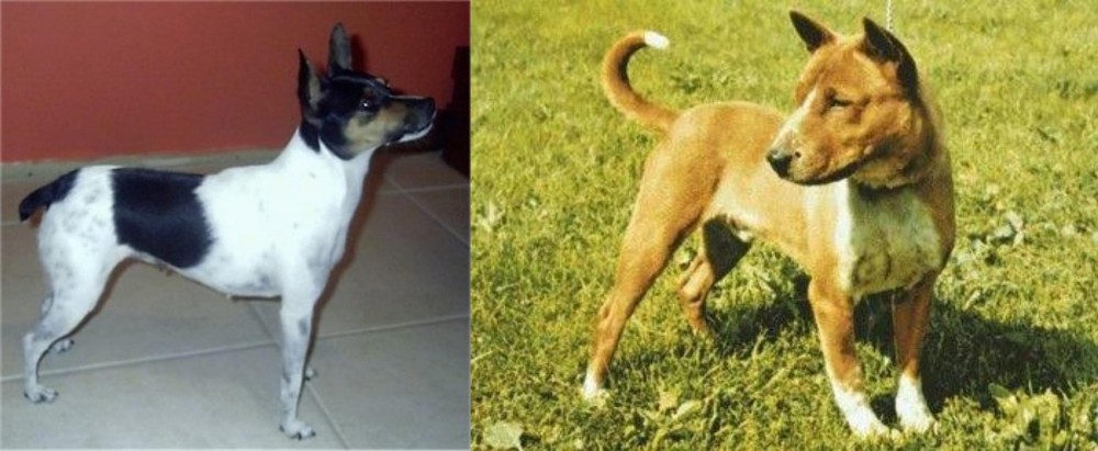Telomian vs Miniature Fox Terrier - Breed Comparison