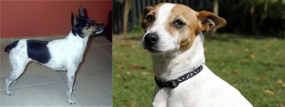 Tenterfield Terrier vs Miniature Fox Terrier - Breed Comparison
