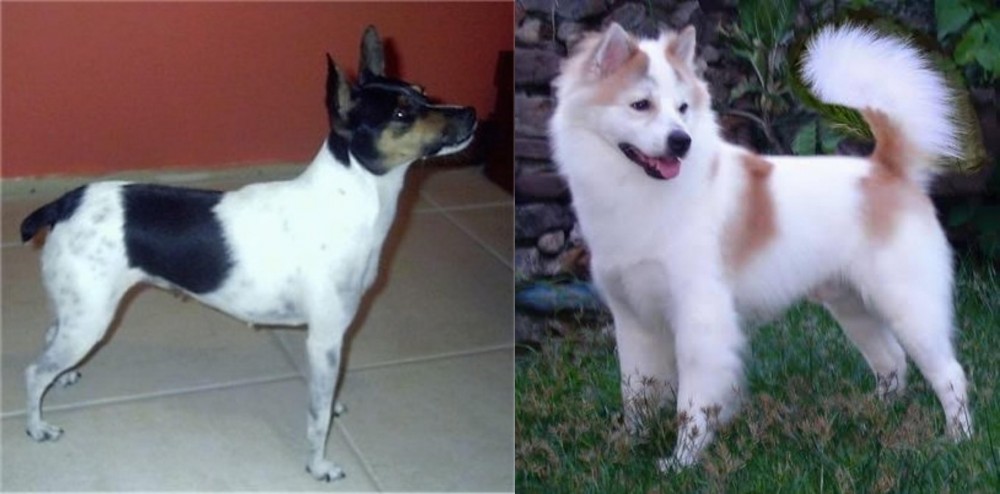 Thai Bangkaew vs Miniature Fox Terrier - Breed Comparison
