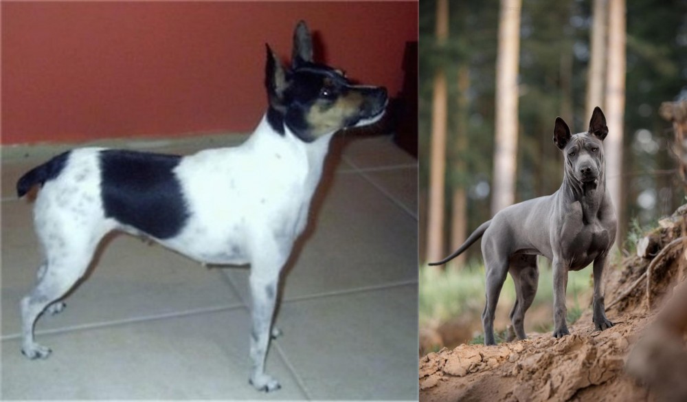 Thai Ridgeback vs Miniature Fox Terrier - Breed Comparison
