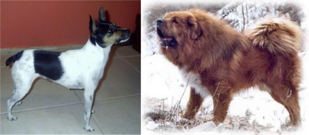 Tibetan Kyi Apso vs Miniature Fox Terrier - Breed Comparison