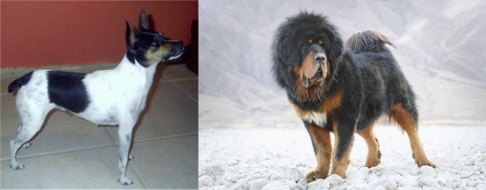 Tibetan Mastiff vs Miniature Fox Terrier - Breed Comparison