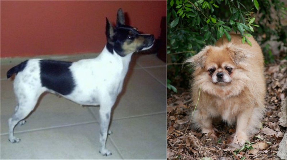 Tibetan Spaniel vs Miniature Fox Terrier - Breed Comparison