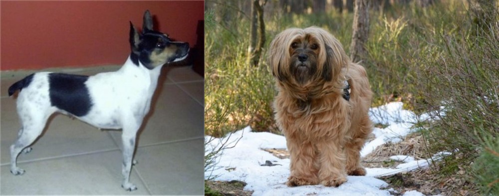 Tibetan Terrier vs Miniature Fox Terrier - Breed Comparison