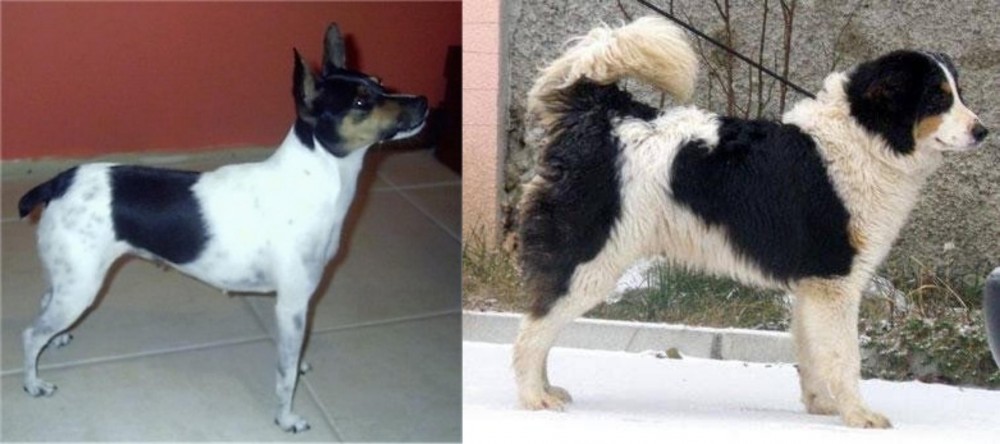 Tornjak vs Miniature Fox Terrier - Breed Comparison