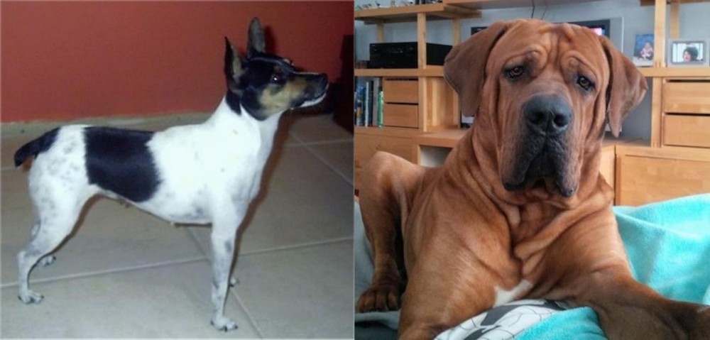 Tosa vs Miniature Fox Terrier - Breed Comparison