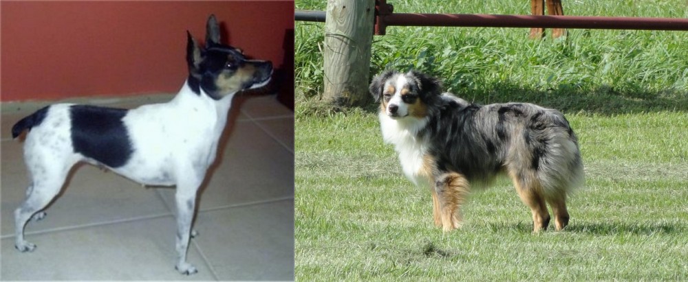 Toy Australian Shepherd vs Miniature Fox Terrier - Breed Comparison
