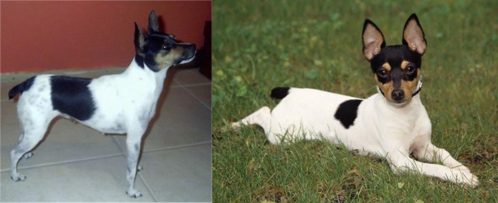 Toy Fox Terrier vs Miniature Fox Terrier - Breed Comparison