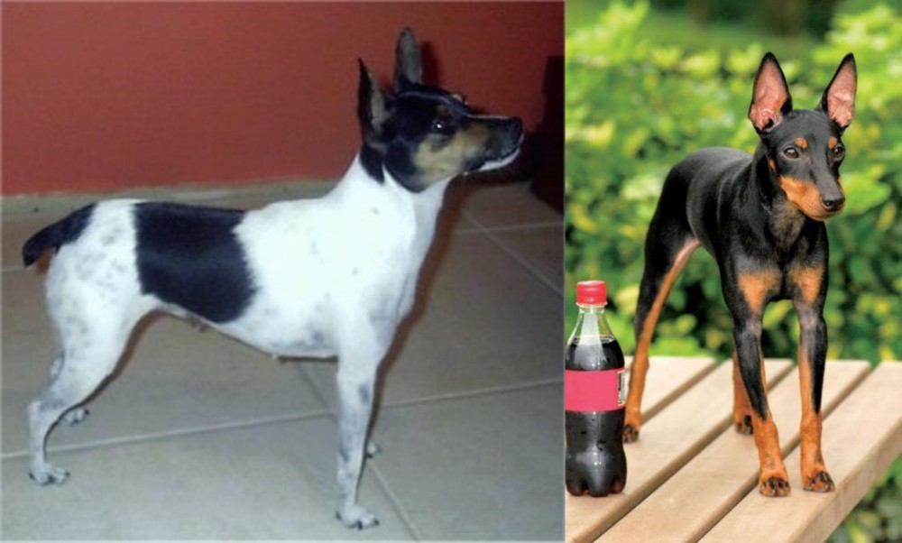 Toy Manchester Terrier vs Miniature Fox Terrier - Breed Comparison