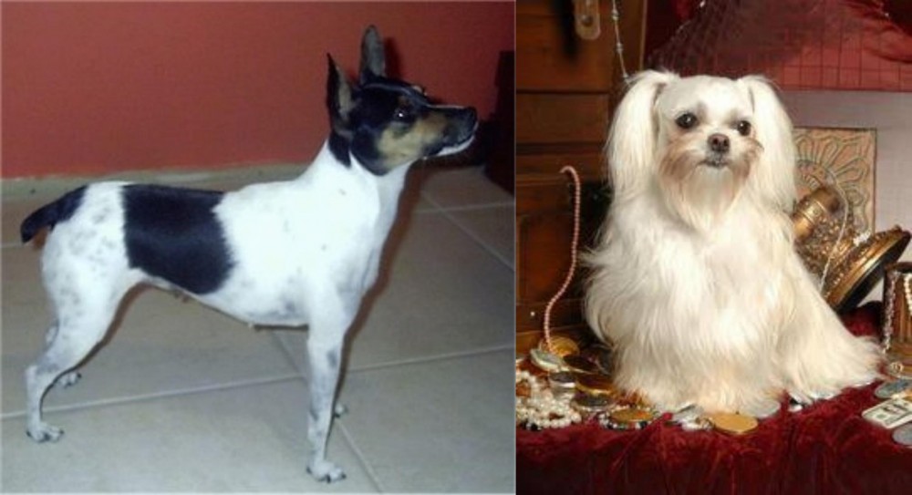 Toy Mi-Ki vs Miniature Fox Terrier - Breed Comparison