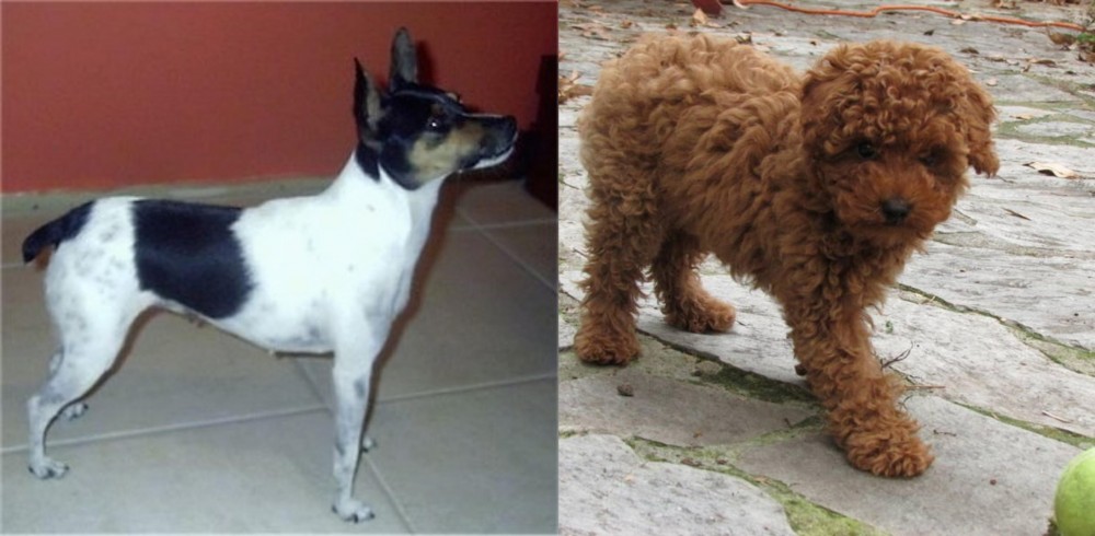 Toy Poodle vs Miniature Fox Terrier - Breed Comparison