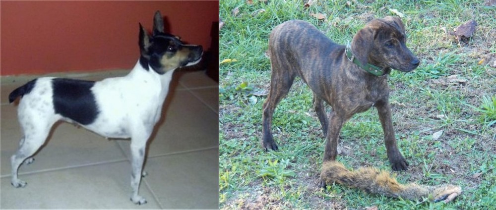 Treeing Cur vs Miniature Fox Terrier - Breed Comparison