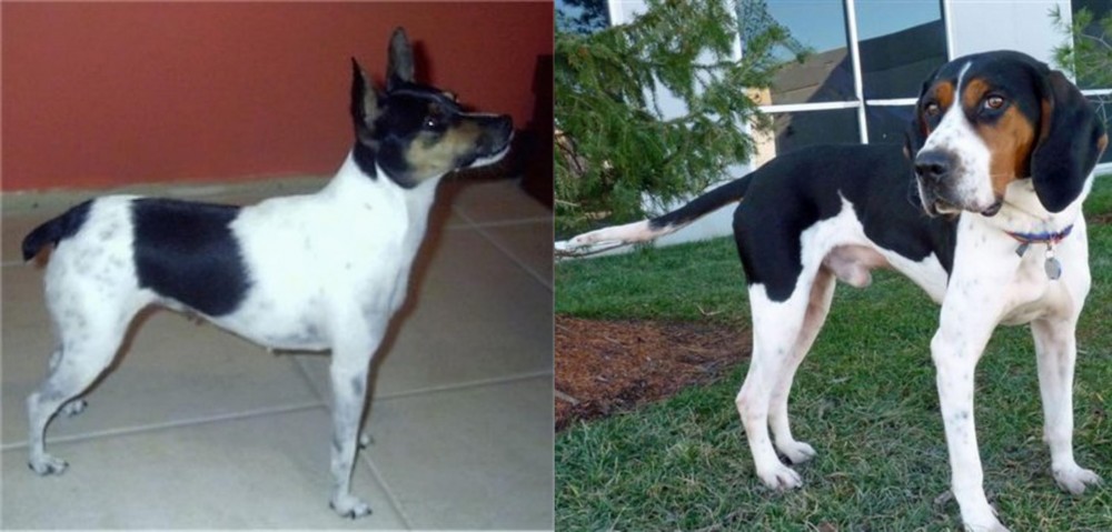 Treeing Walker Coonhound vs Miniature Fox Terrier - Breed Comparison