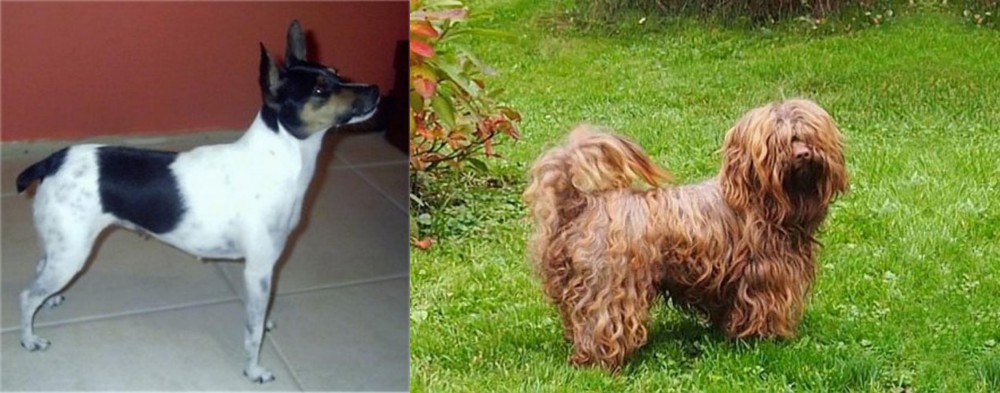 Tsvetnaya Bolonka vs Miniature Fox Terrier - Breed Comparison