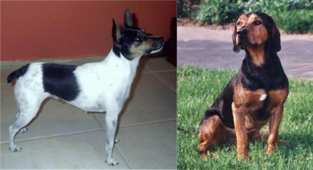 Tyrolean Hound vs Miniature Fox Terrier - Breed Comparison
