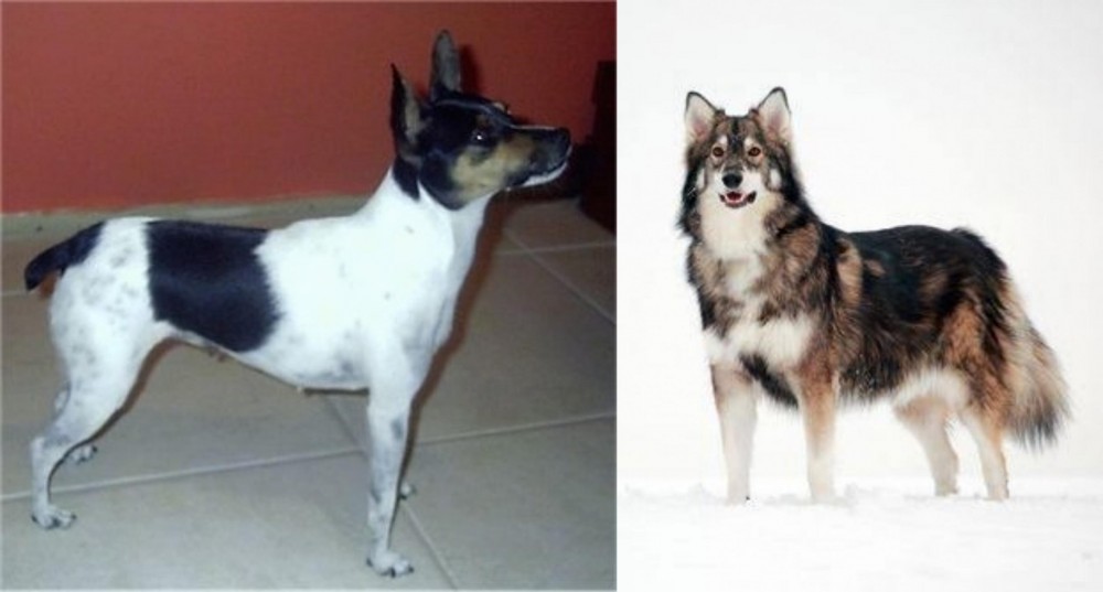 Utonagan vs Miniature Fox Terrier - Breed Comparison