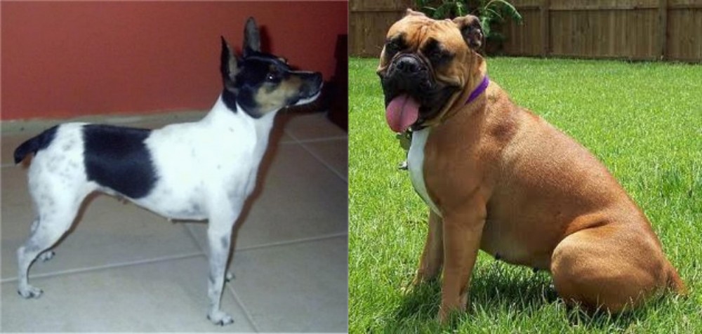 Valley Bulldog vs Miniature Fox Terrier - Breed Comparison