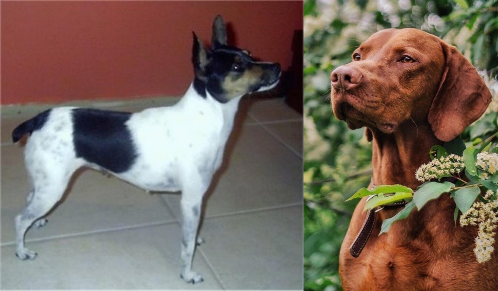 Vizsla vs Miniature Fox Terrier - Breed Comparison