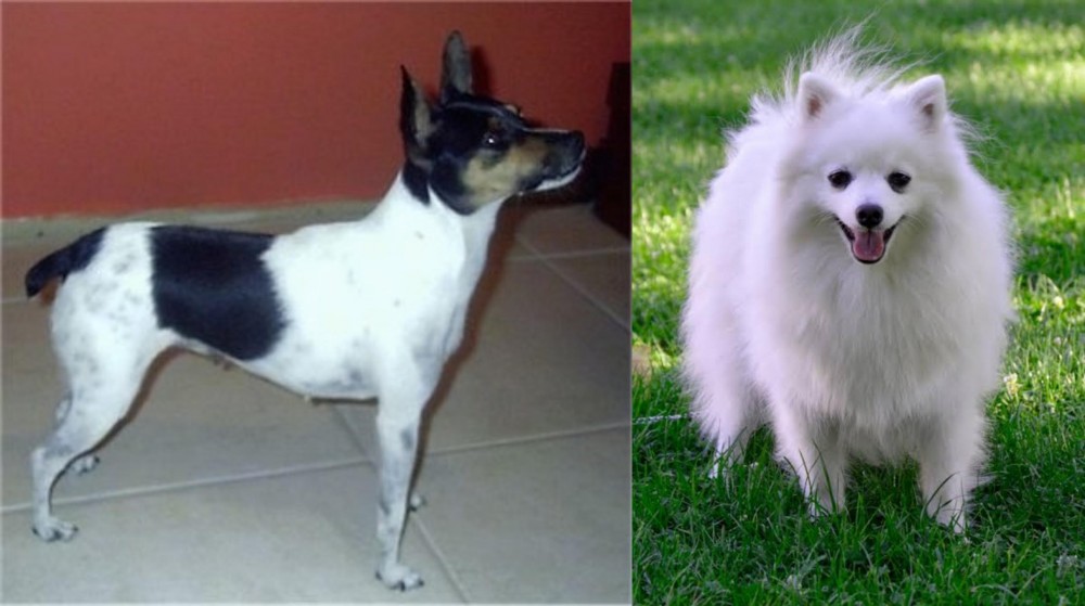 Volpino Italiano vs Miniature Fox Terrier - Breed Comparison