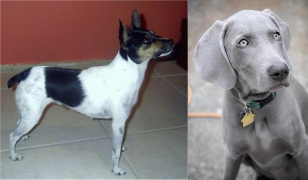 Weimaraner vs Miniature Fox Terrier - Breed Comparison