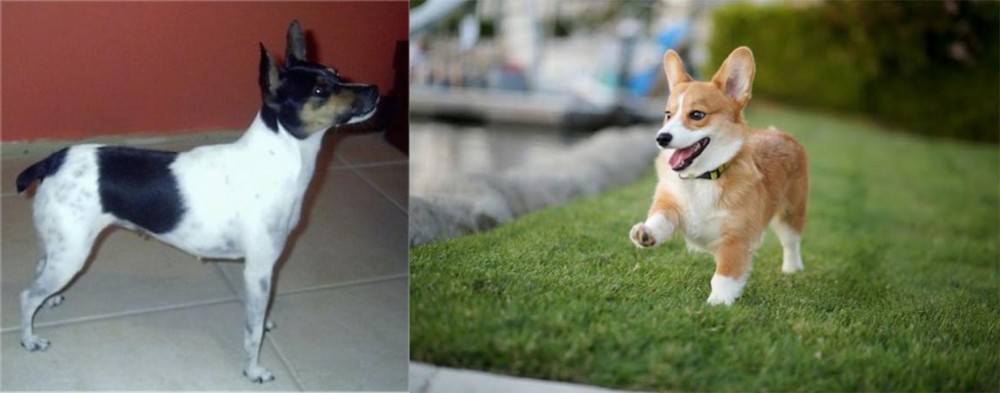Welsh Corgi vs Miniature Fox Terrier - Breed Comparison
