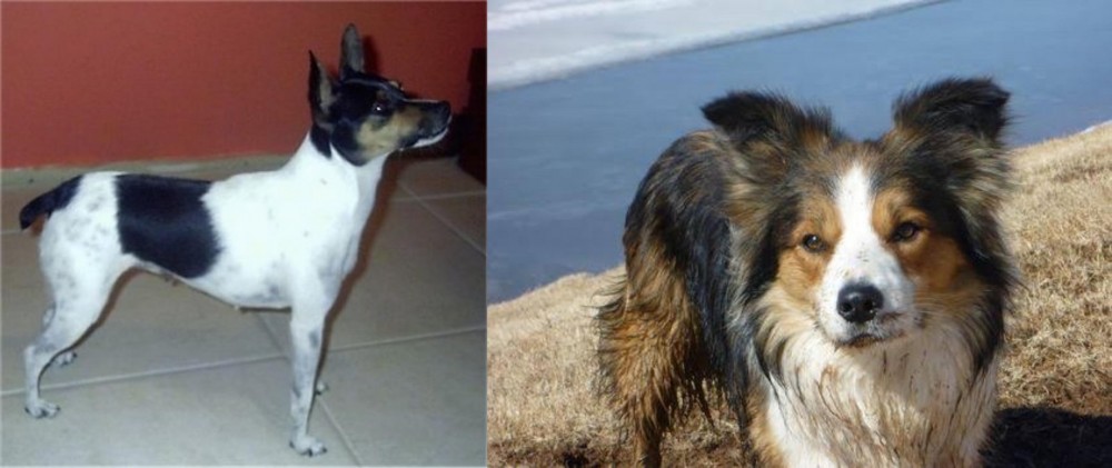 Welsh Sheepdog vs Miniature Fox Terrier - Breed Comparison
