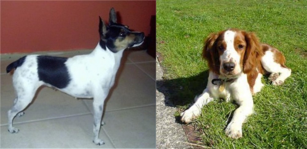 Welsh Springer Spaniel vs Miniature Fox Terrier - Breed Comparison