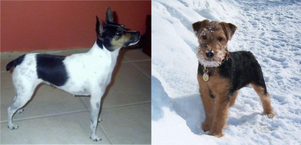 Welsh Terrier vs Miniature Fox Terrier - Breed Comparison