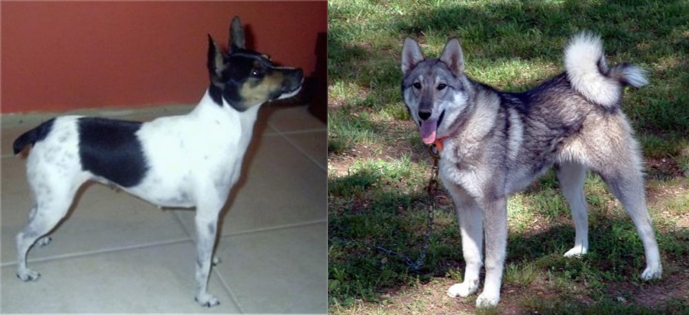 West Siberian Laika vs Miniature Fox Terrier - Breed Comparison
