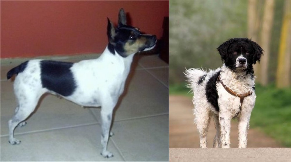 Wetterhoun vs Miniature Fox Terrier - Breed Comparison