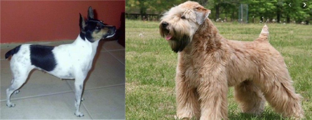 Wheaten Terrier vs Miniature Fox Terrier - Breed Comparison