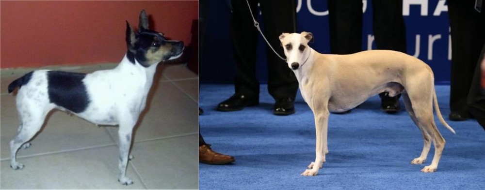 Whippet vs Miniature Fox Terrier - Breed Comparison