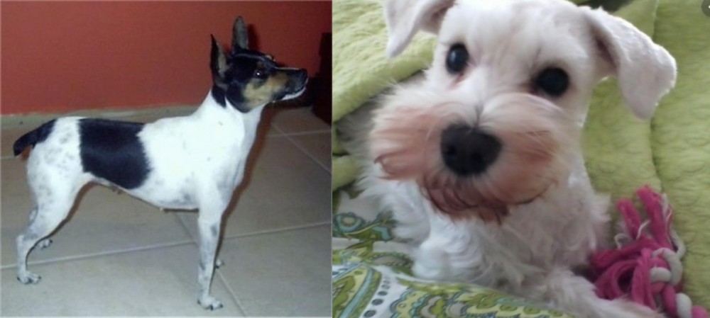 White Schnauzer vs Miniature Fox Terrier - Breed Comparison