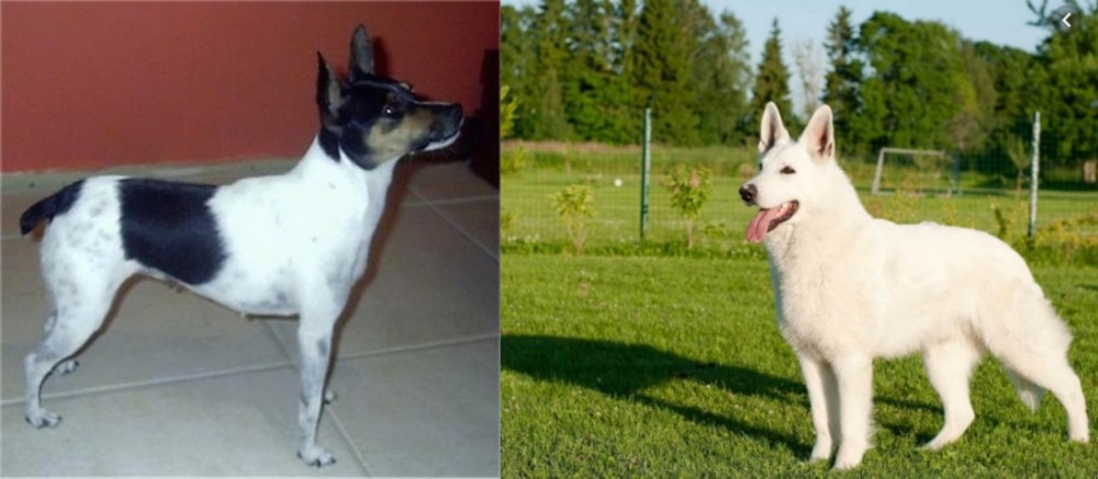 White Shepherd vs Miniature Fox Terrier - Breed Comparison