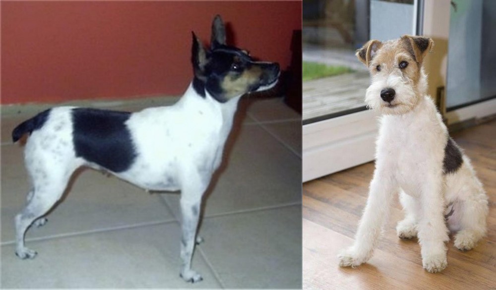 Wire Fox Terrier vs Miniature Fox Terrier - Breed Comparison