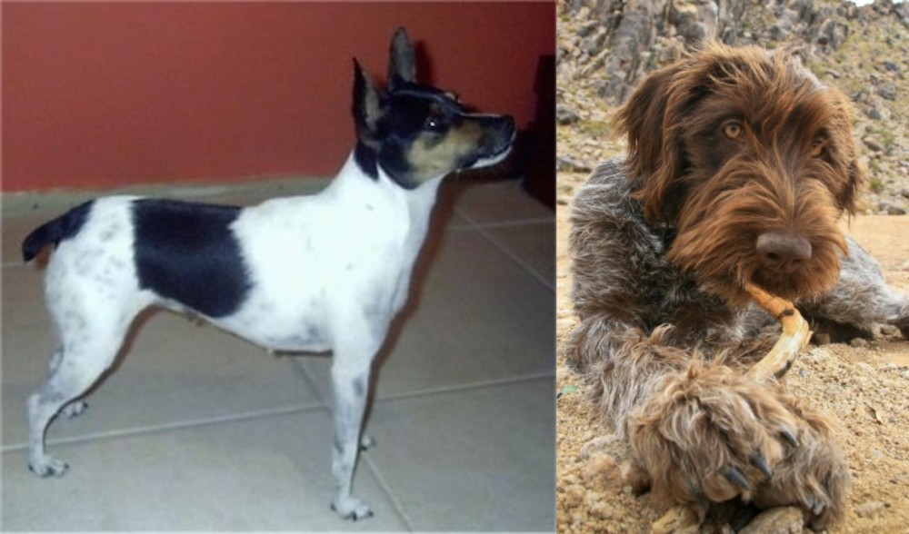 Wirehaired Pointing Griffon vs Miniature Fox Terrier - Breed Comparison