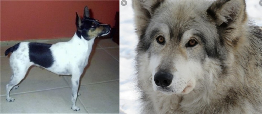 Wolfdog vs Miniature Fox Terrier - Breed Comparison